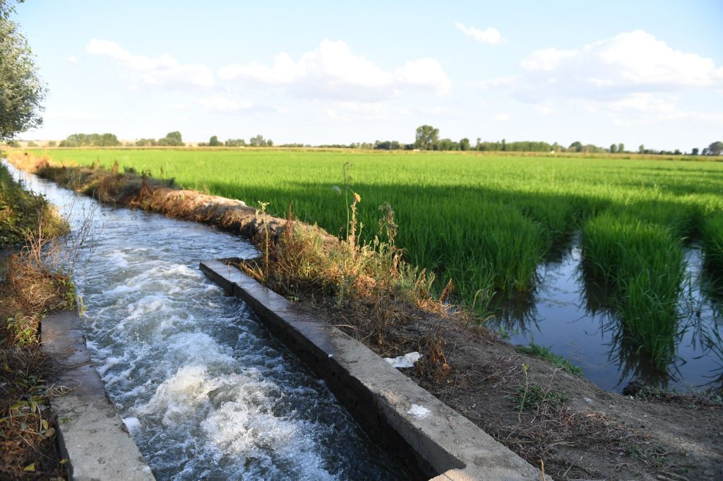 Çeltik alanlarında kuraklıkla mücadele | Edirne Ahval Gazetesi WhatsApp Image 2024 07 31 at 18.25.00 | Edirne Ahval Gazetesi