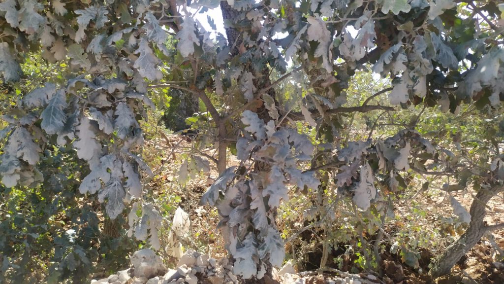 WhatsApp Image 2024 10 03 at 15.47.57 | Edirne Ahval Gazetesi